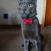 Blue is registered to the contest to win money with this photo: bow_tie, carpet, cat, close_up, collar, curious, domestic_animal, door, ears, feline, grey_cat, indoor, pet, portrait, red_bow_tie, sitting, surprised, wall_socket, whiskers, yellow_eyes