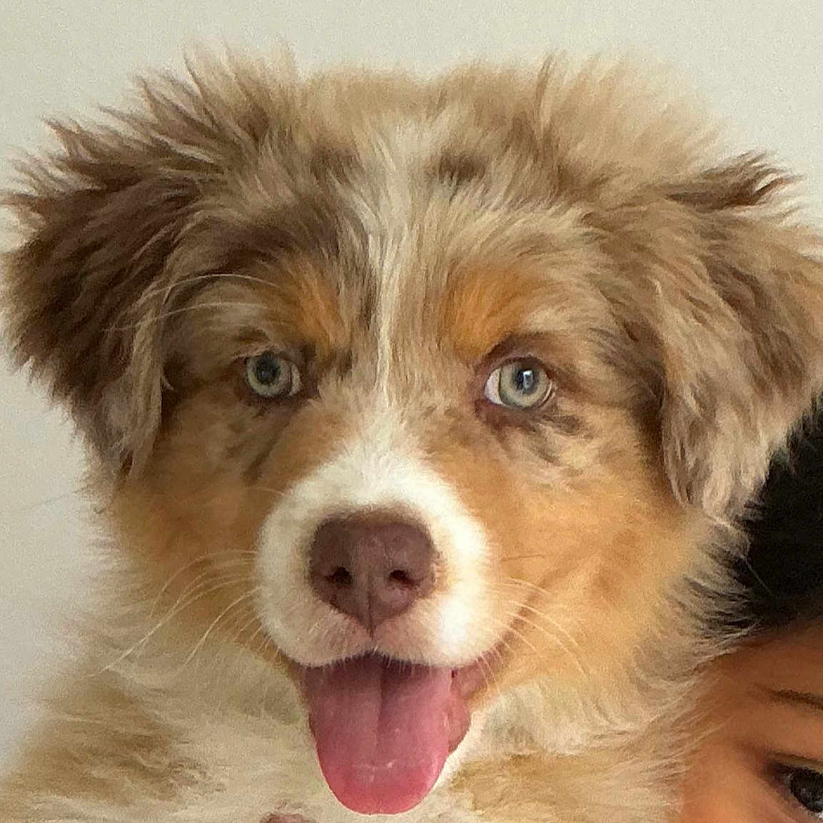 Willow participe au concours pour gagner de l'argent avec cette photo : animal, blue_eyes, close_up, cute, dog, ears, expression, face, fluffy, friendly, fur, happy, indoors, nose, person_partial, pet, portrait, puppy, tongue_out, young_dog
