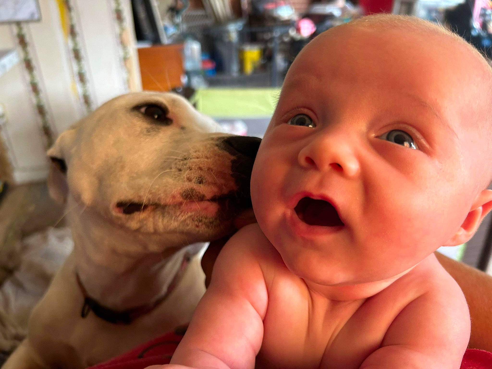 Haven joined the competition — help win amazing prizes! baby, carnivore, child, collar, companion_dog, dog, dog_breed, ear, eyelash, fawn, fun, gesture, happy, hat, leisure, nose, person, skin, smile, toddler