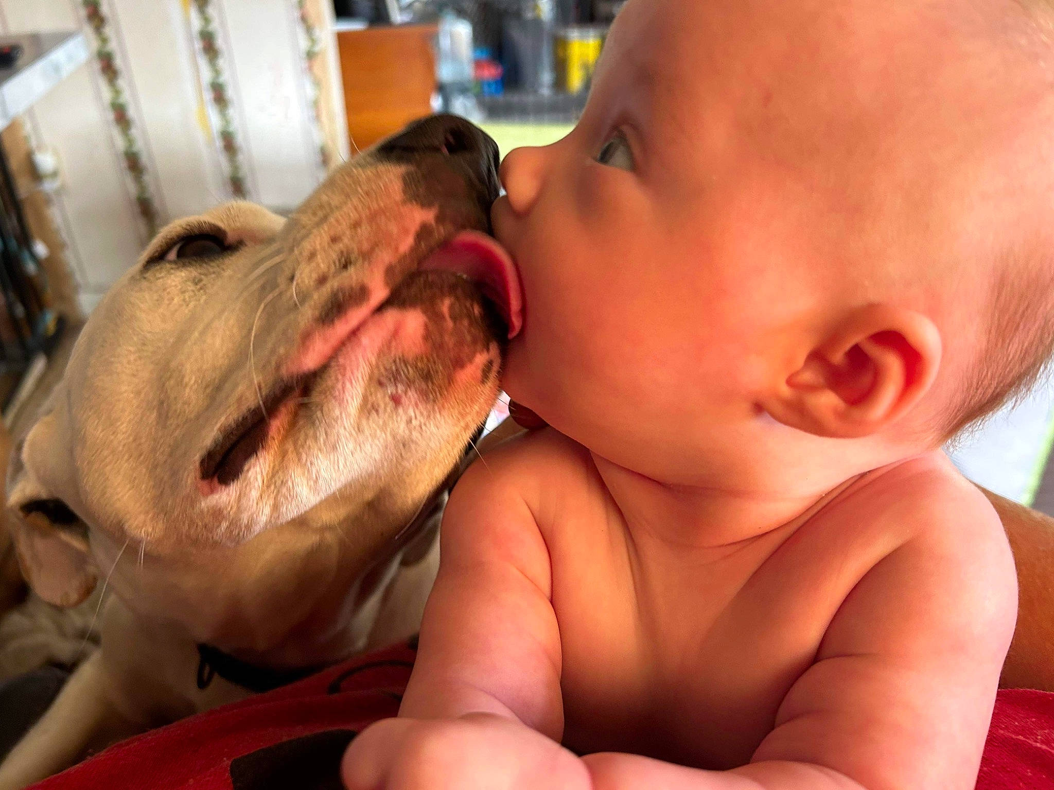 Haven joined the competition — help win amazing prizes! baby, child, companion_dog, dog, dog_breed, ear, eyelash, finger, gesture, happy, jaw, kiss, mammal, mouth, nail, nose, person, skin, thumb, toddler