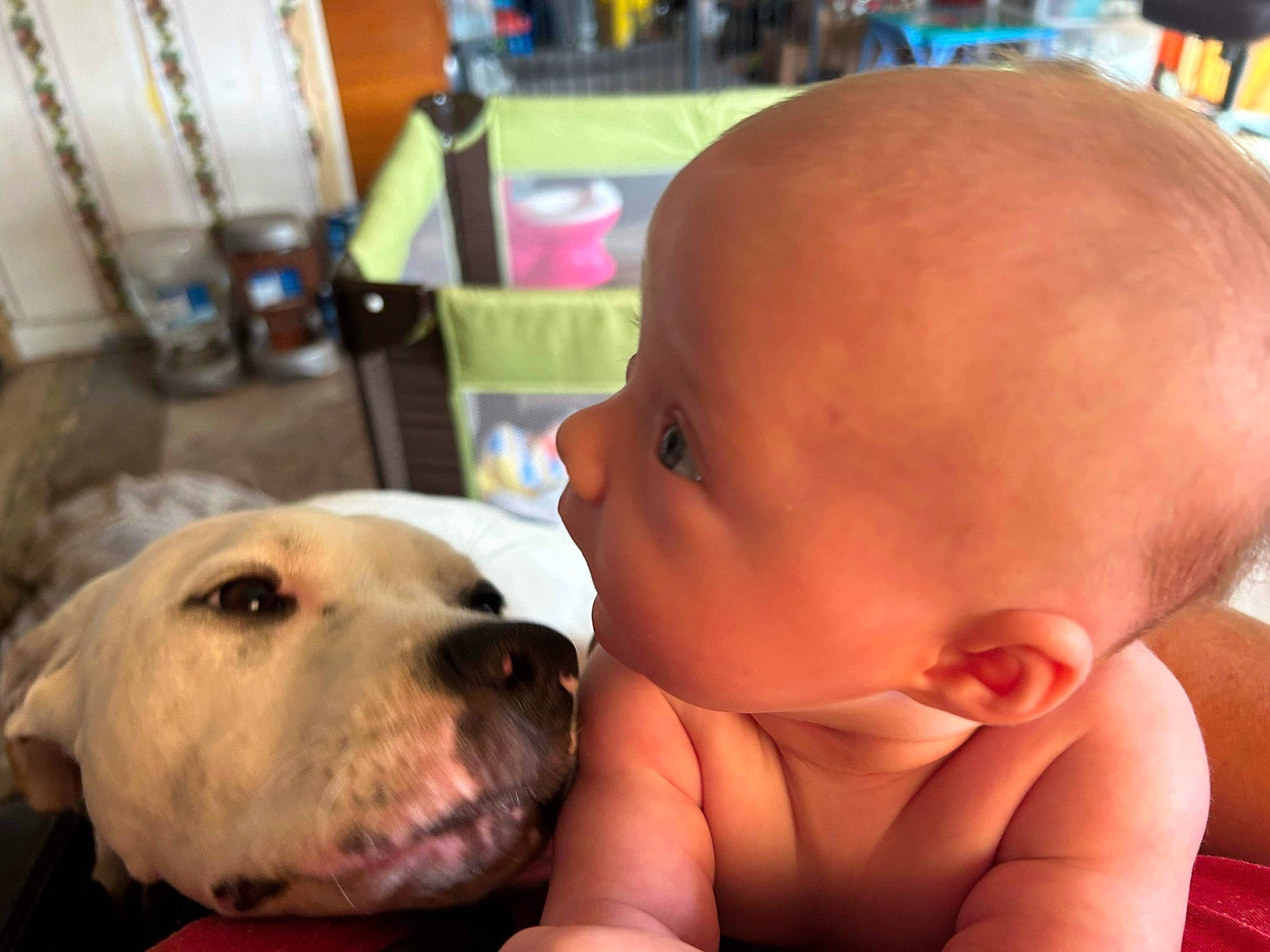 Haven joined the competition — help win amazing prizes! abdomen, baby, bathing, carnivore, chest, companion_dog, dog, dog_breed, ear, flooring, fur, happy, mammal, nose, person, retriever, selfie, skin, toddler, trunk