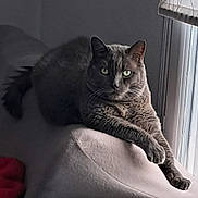 Wilson a rejoint le concours — aidez-le/la à gagner de superbes lots ! cat, feline, pet, animal, indoor, window, couch, shadow, relaxing, fur, eyes, light, texture, resting, domestic, mammal, whiskers, ears, paws, home