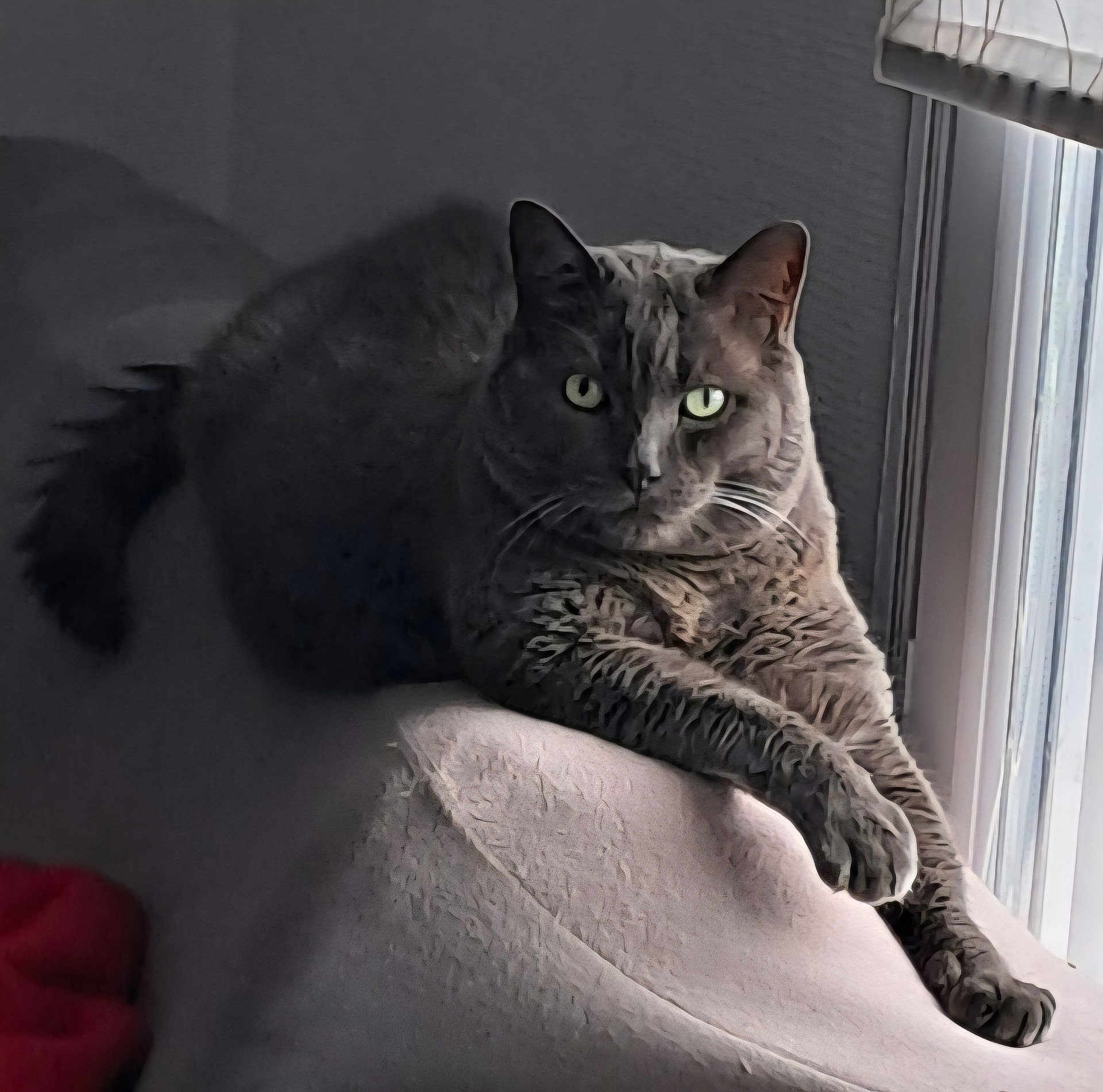 Wilson a rejoint le concours — aidez-le/la à gagner de superbes lots ! cat, feline, pet, animal, indoor, window, couch, shadow, relaxing, fur, eyes, light, texture, resting, domestic, mammal, whiskers, ears, paws, home