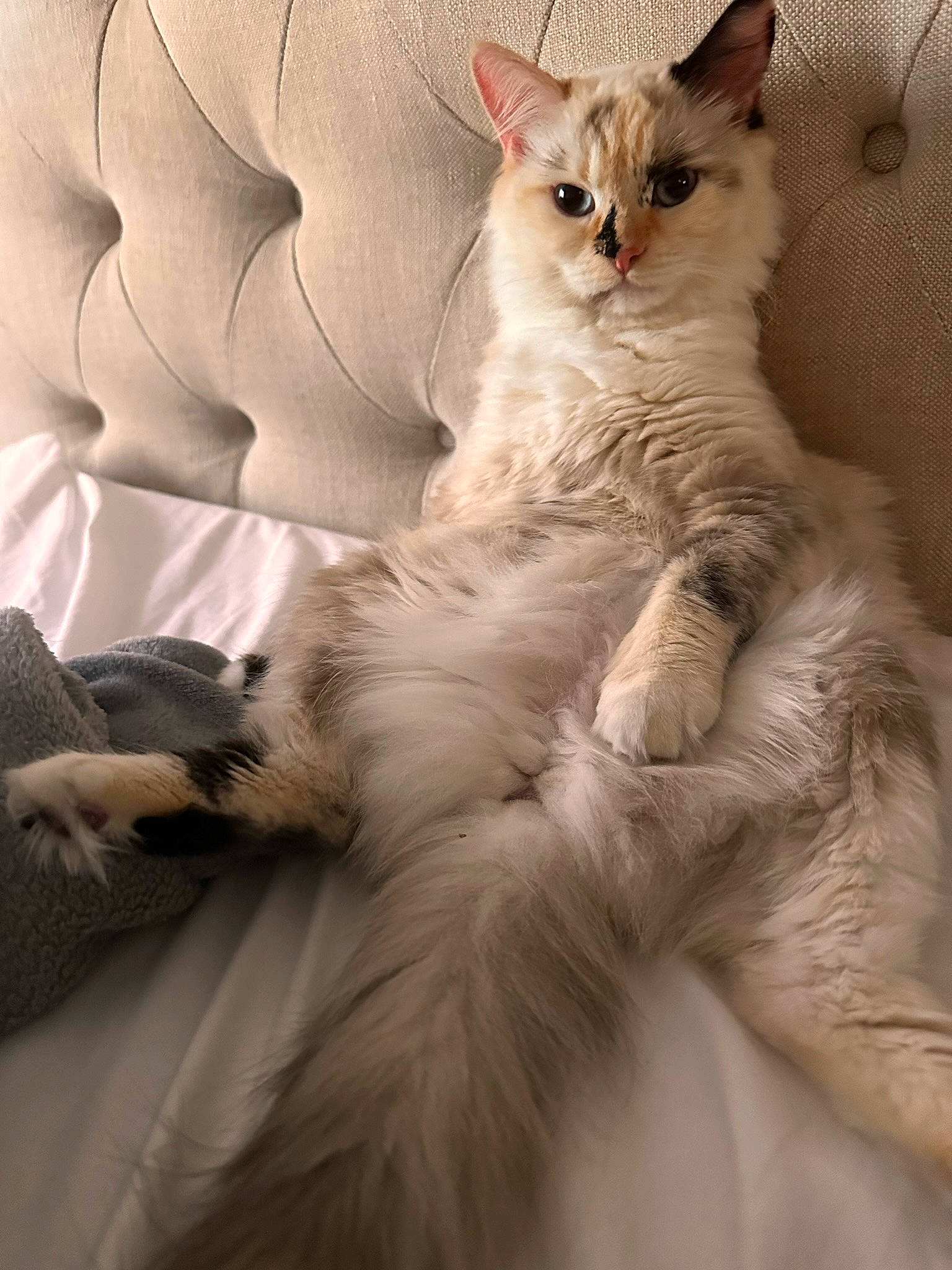 Luna joined the competition — help win amazing prizes! carnivore, cat, claw, comfort, felidae, fur, gesture, paw, ragdoll, sleeve, small_to_medium_sized_cats, terrestrial_animal, whiskers