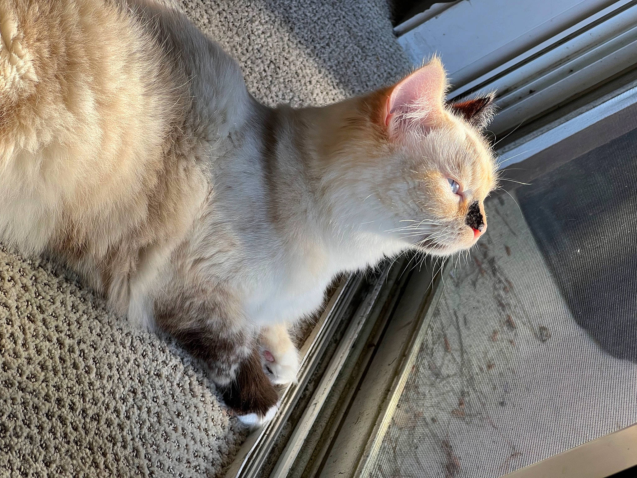 Luna is registered to the contest to win money with this photo: carnivore, cat, claw, comfort, domestic_short_haired_cat, fawn, felidae, fur, paw, small_to_medium_sized_cats, snout, tail, terrestrial_animal, whiskers