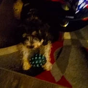 Stitch joined the competition — help win amazing prizes! animal, blurry, carpet, coffee_mug, dim_lighting, dog, floor, footwear, furniture, green, home, indoor, pet, polka_dot, rug, small_dog, table, tissue_box, toy, white