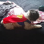 Stitch joined the competition — help win amazing prizes! dog, bed, blanket, cape, superhero, fur, indoor, pet, canine, resting, fur_color_mixed, fabric, comfort, casual, relaxing, animal, home, soft_light, rumpled_bed, cape_writing