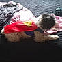 dog, bed, blanket, cape, superhero, fur, indoor, pet, canine, resting, fur_color_mixed, fabric, comfort, casual, relaxing, animal, home, soft_light, rumpled_bed, cape_writing