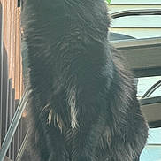 Midnight joined the competition — help win amazing prizes! cat, black_cat, yellow_eyes, fluffy_fur, outdoor, deck, wooden_deck, plant, leaves, chair, metal_chair, railing, pet, feline, sitting, animal, domestic_animal, daylight, nature, portrait