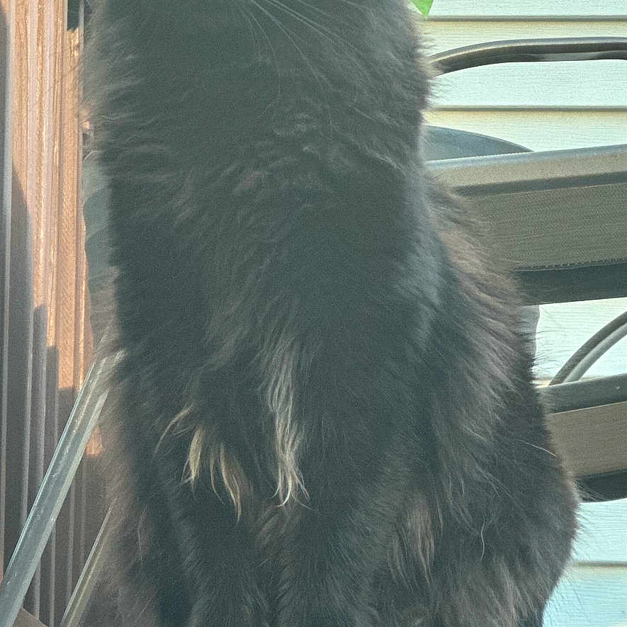 Midnight joined the competition — help win amazing prizes! animal, black_cat, cat, chair, daylight, deck, domestic_animal, feline, fluffy_fur, leaves, metal_chair, nature, outdoor, pet, plant, portrait, railing, sitting, wooden_deck, yellow_eyes