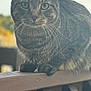 cat, tabby_cat, animal, pet, whiskers, outdoor, wooden_railing, close_up, feline, fur, ears, eyes, nature, daylight, portrait, mammal, sitting, looking, focus, background_blur
