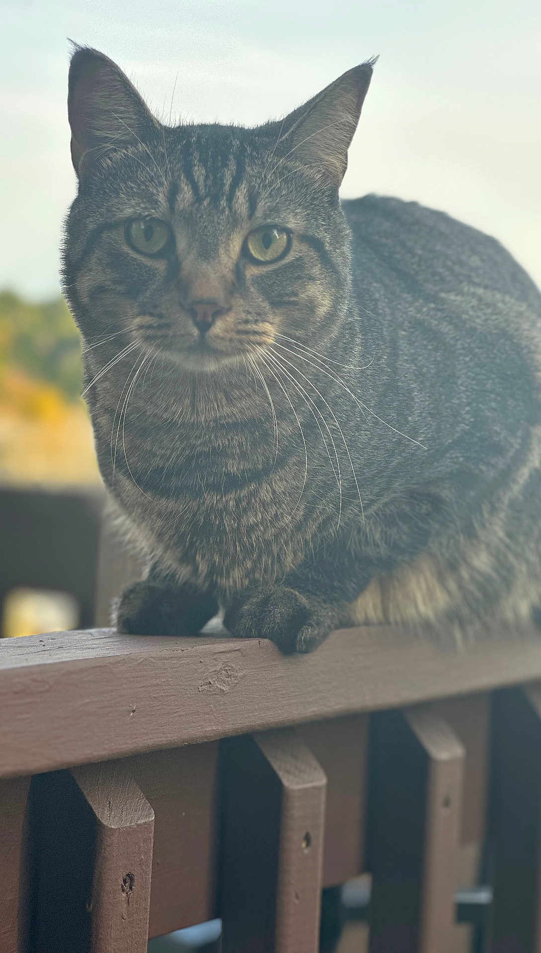 Tigeee