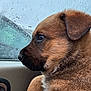 brown_fur, car_interior, car_window, close_up, dog, domestic_animal, ear, mammal, nostril, portrait, puppy, raindrops, reflection, seat, side_profile, snout, wet_glass, whiskers, window, young_dog