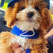 Dougie joined the competition — help win amazing prizes! accessories, animal, baseballcap, canine, cap, clothing, diamond, dog, face, grass, hat, head, person, pet, photography, plant, portrait, puppy, strap, vegetation