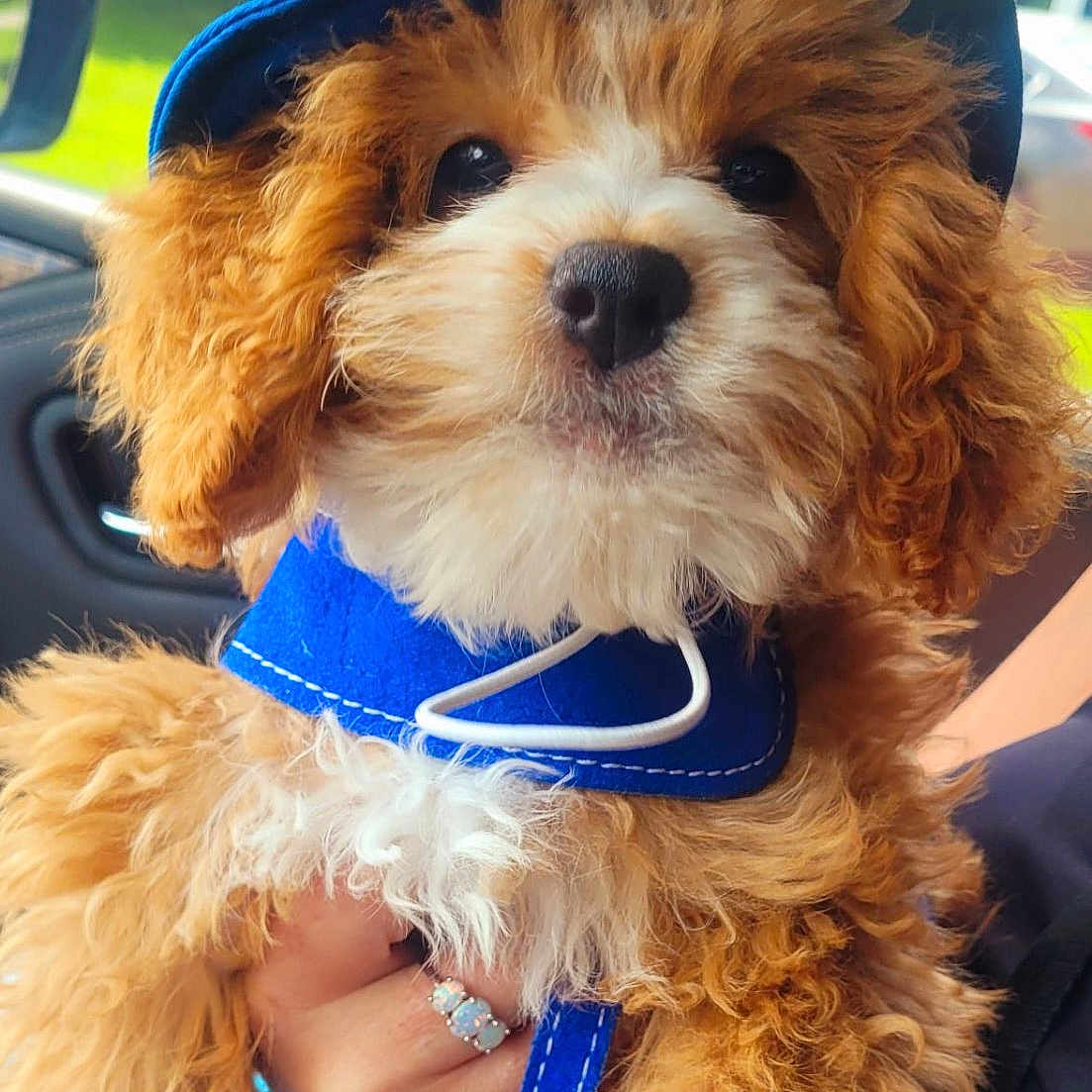 Dougie
