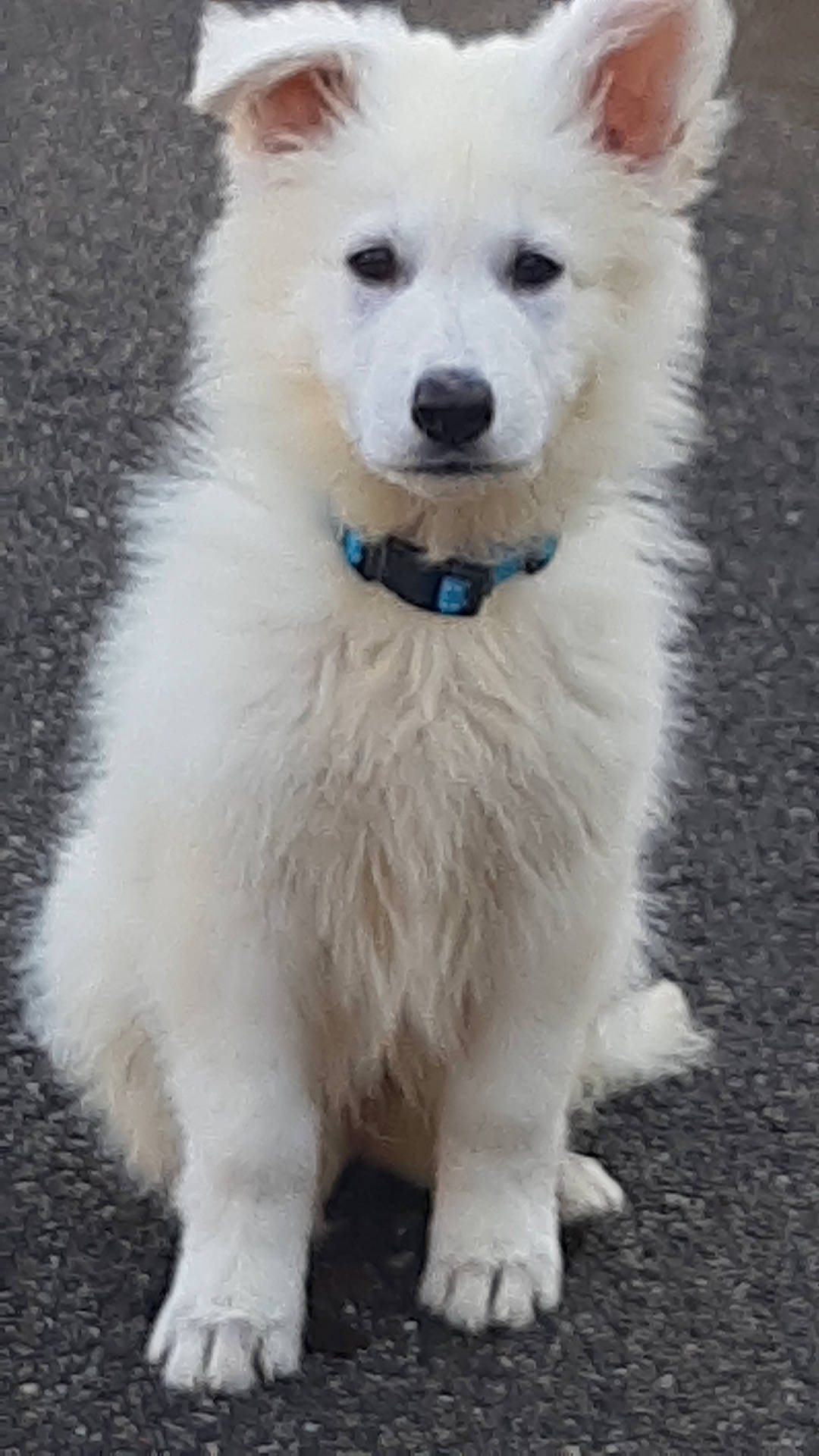 Viking a rejoint le concours — aidez-le/la à gagner de superbes lots ! animal, canine, dog, eskimodog, husky, pet, puppy, terrier, whitedog