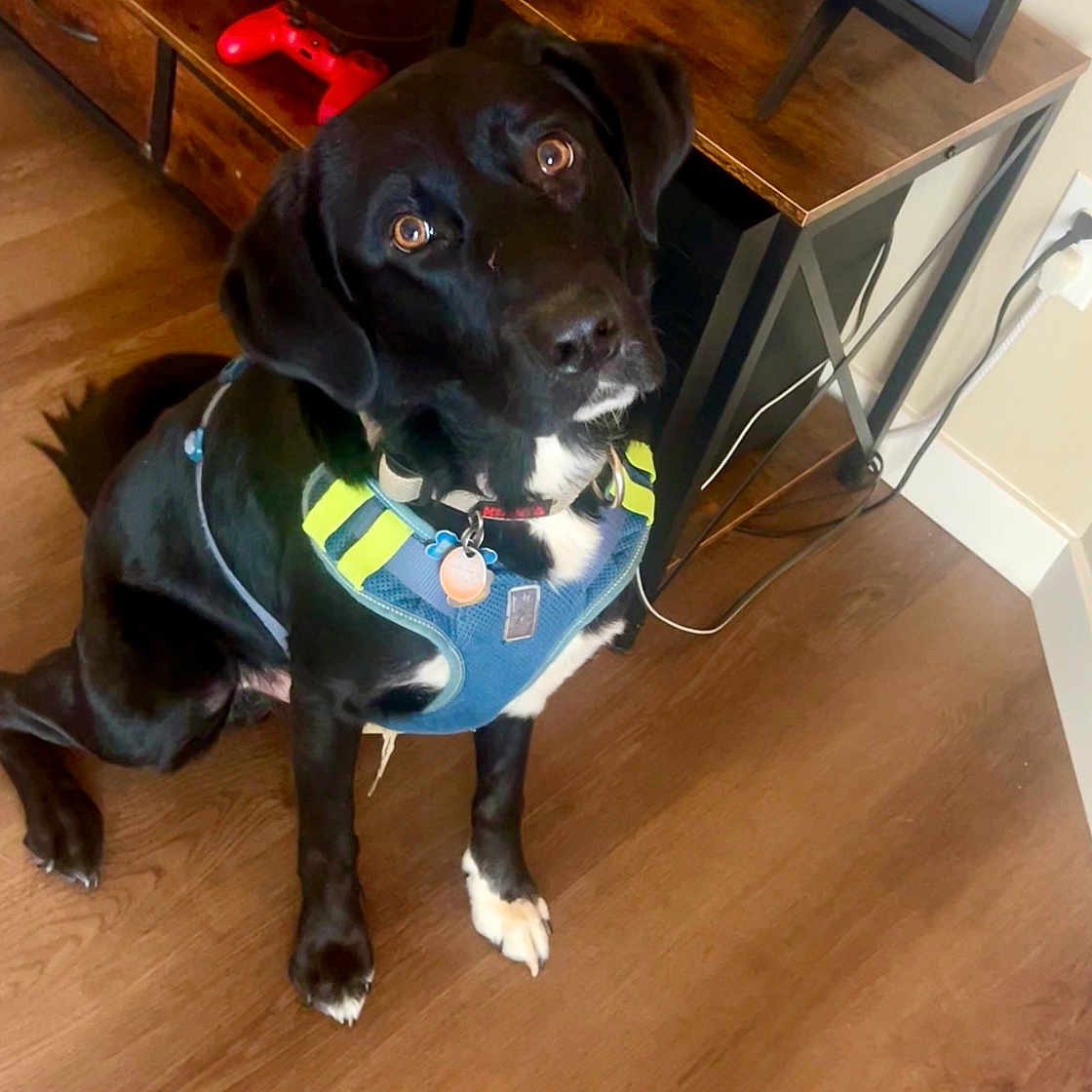 Buckie joined the competition — help win amazing prizes! animal, black_dog, bright_eyes, cable, collar, curious, desk, dog, floor, furniture, game_controller, harness, household, indoor, looking_up, pet, plug, sitting, tags, wooden_floor