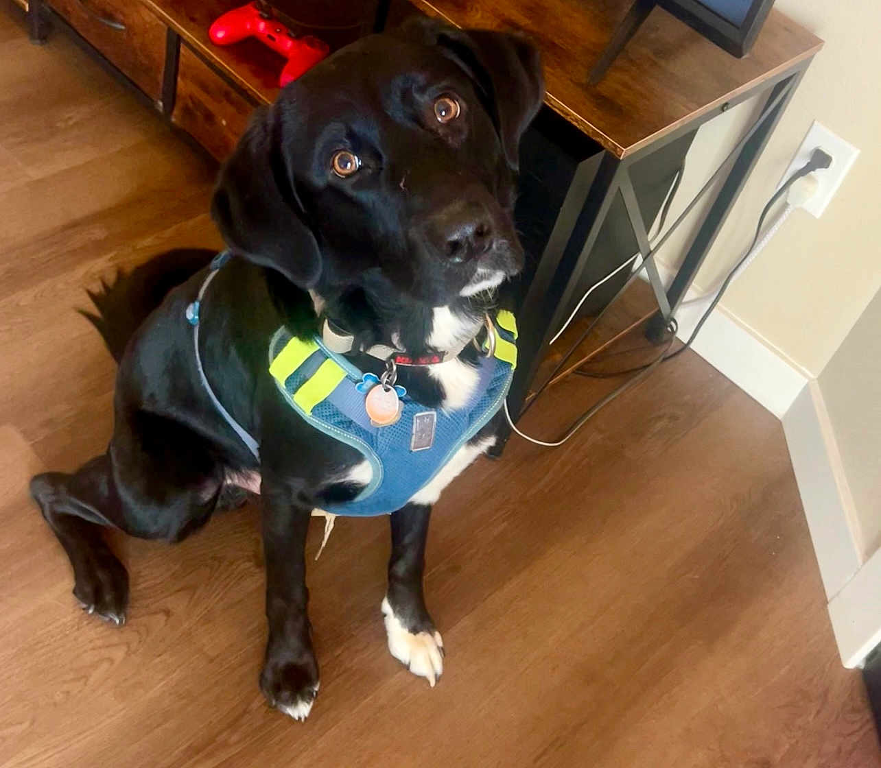 Buckie joined the competition — help win amazing prizes! dog, black_dog, harness, indoor, wooden_floor, desk, game_controller, pet, animal, sitting, looking_up, curious, bright_eyes, collar, tags, household, floor, furniture, plug, cable