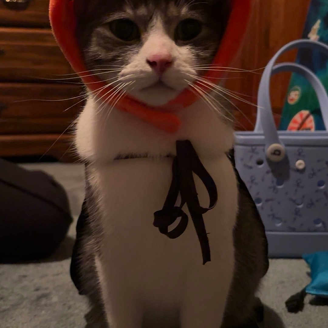 Oliver is registered to the contest to win money with this photo: animal, bag, black, carpet, cat, costume, cute, decor, ears, face, feline, furniture, indoor, orange, pet, pumpkin_hat, sitting, toy, whiskers, white