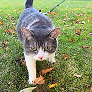 Oliver is registered to the contest to win money with this photo: cat, gray_cat, white_cat, green_eyes, autumn_leaves, grass, outdoor, nature, walking, tail_up, focused, forest_background, fall, leaves_on_ground, pet, animal, curious, daylight, close_up, leash