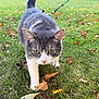 cat, gray_cat, white_cat, green_eyes, autumn_leaves, grass, outdoor, nature, walking, tail_up, focused, forest_background, fall, leaves_on_ground, pet, animal, curious, daylight, close_up, leash