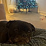 dog, black_dog, pet, blanket, cozy, resting, indoor, christmas_tree, holiday, lights, blurred_background, living_room, decorations, calm, cute, animal, fur, nostalgic, soft_light, relaxed