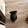 dog, black_dog, brown_dog, floor, wooden_floor, kitchen, curious, pet, animal, canine, indoor, looking_up, three_dogs, small_dog, companion, domestic, cute, friendly, flooring, house