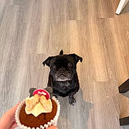 Luna is registered to the contest to win money with this photo: dog, pug, black_dog, cupcake, hand, wooden_floor, indoor, pet, waiting, food, treat, attention, cute, animal, mammal, small_dog, cake, icing, baking, home