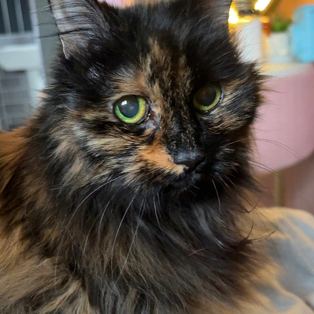 Pumkin is registered to the contest to win money with this photo: bedroom, cat, close_up, cozy, curiosity, cute, domestic_animal, focused, fur, furniture, green_eyes, indoor, long_hair, mirror, pet, portrait, ring_light, soft_lighting, tortoiseshell_cat, whiskers