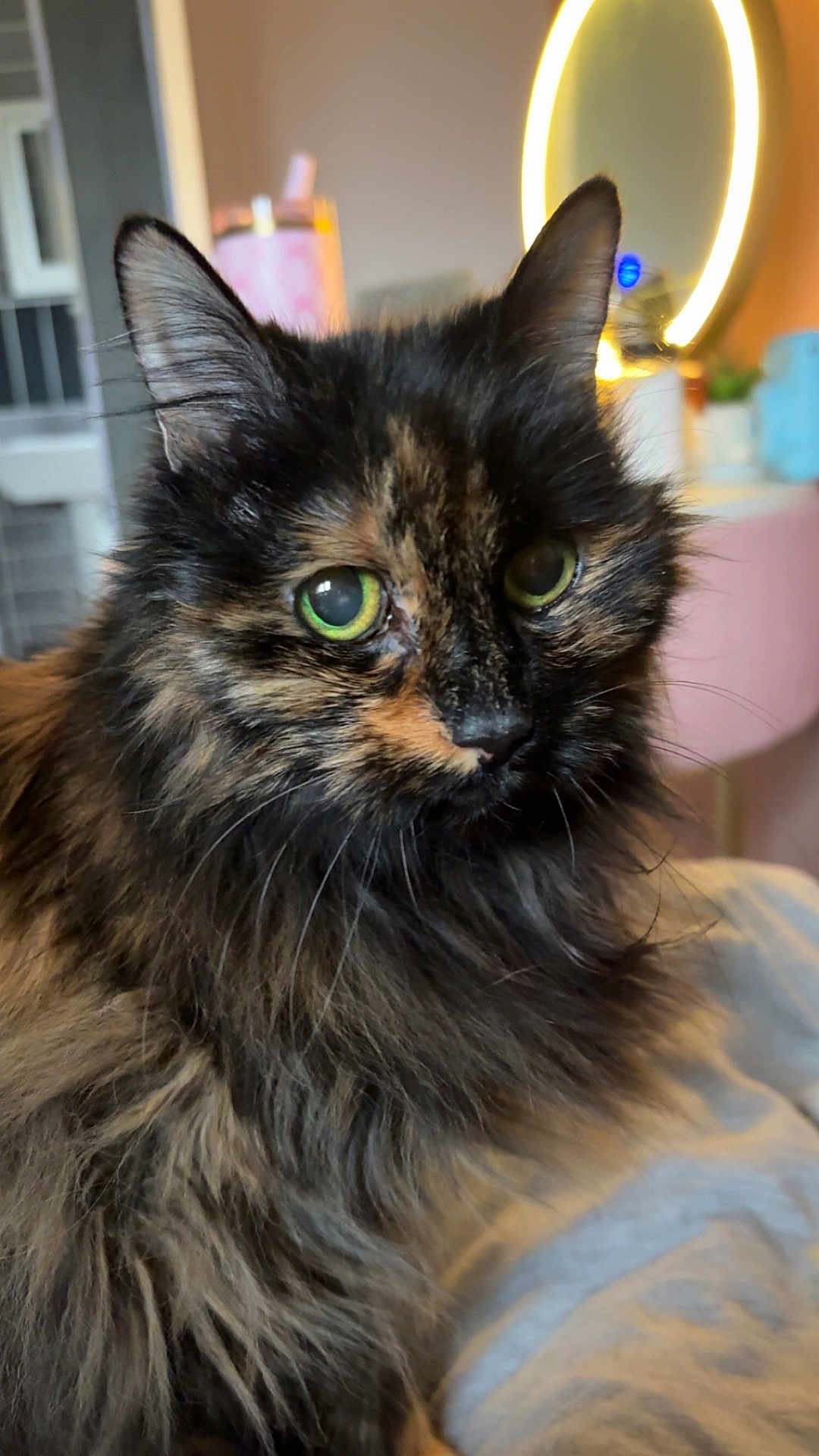 Pumkin is registered to the contest to win money with this photo: cat, tortoiseshell_cat, pet, long_hair, green_eyes, close_up, portrait, fur, whiskers, indoor, mirror, ring_light, bedroom, furniture, cozy, cute, domestic_animal, focused, soft_lighting, curiosity