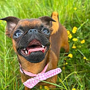 Rue joined the competition — help win amazing prizes! dog, puppy, happy, tongue_out, bow_tie, grass, flowers, outdoor, pet, brown_fur, small_dog, nature, close_up, playful, canine, smiling, ears_up, cute, summer, sunlight