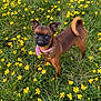 dog, small_dog, brown_dog, pink_collar, flowers, yellow_flowers, grass, outdoor, pet, animal, nature, cute, standing, fur, ears, tail, greenery, spring, field, canine