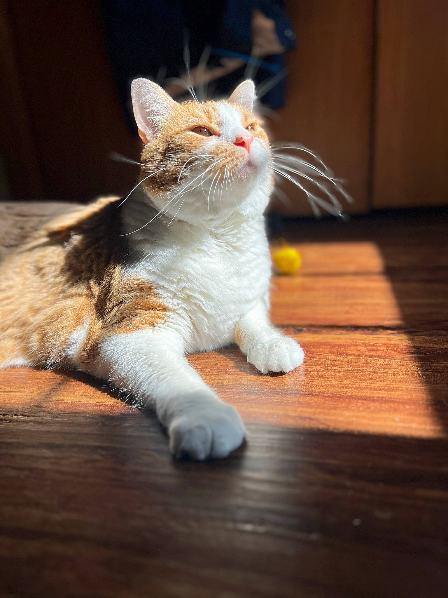 Ham is registered to the contest to win money with this photo: carnivore, cat, claw, domestic_short_haired_cat, fawn, felidae, flooring, foot, fur, hardwood, laminate_flooring, paw, plank, small_to_medium_sized_cats, tail, varnish, whiskers, wood, wood_flooring, wood_stain