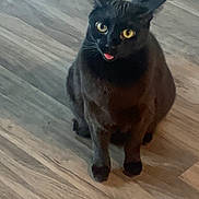 Jade is registered to the contest to win money with this photo: black_cat, cat, pet, animal, tongue_out, wooden_floor, indoor, feline, cute, playful, sitting, yellow_eyes, whiskers, ears, fur, mischievous, domestic_cat, looking_up, flooring, one_animal