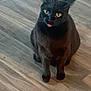 black_cat, cat, pet, animal, tongue_out, wooden_floor, indoor, feline, cute, playful, sitting, yellow_eyes, whiskers, ears, fur, mischievous, domestic_cat, looking_up, flooring, one_animal