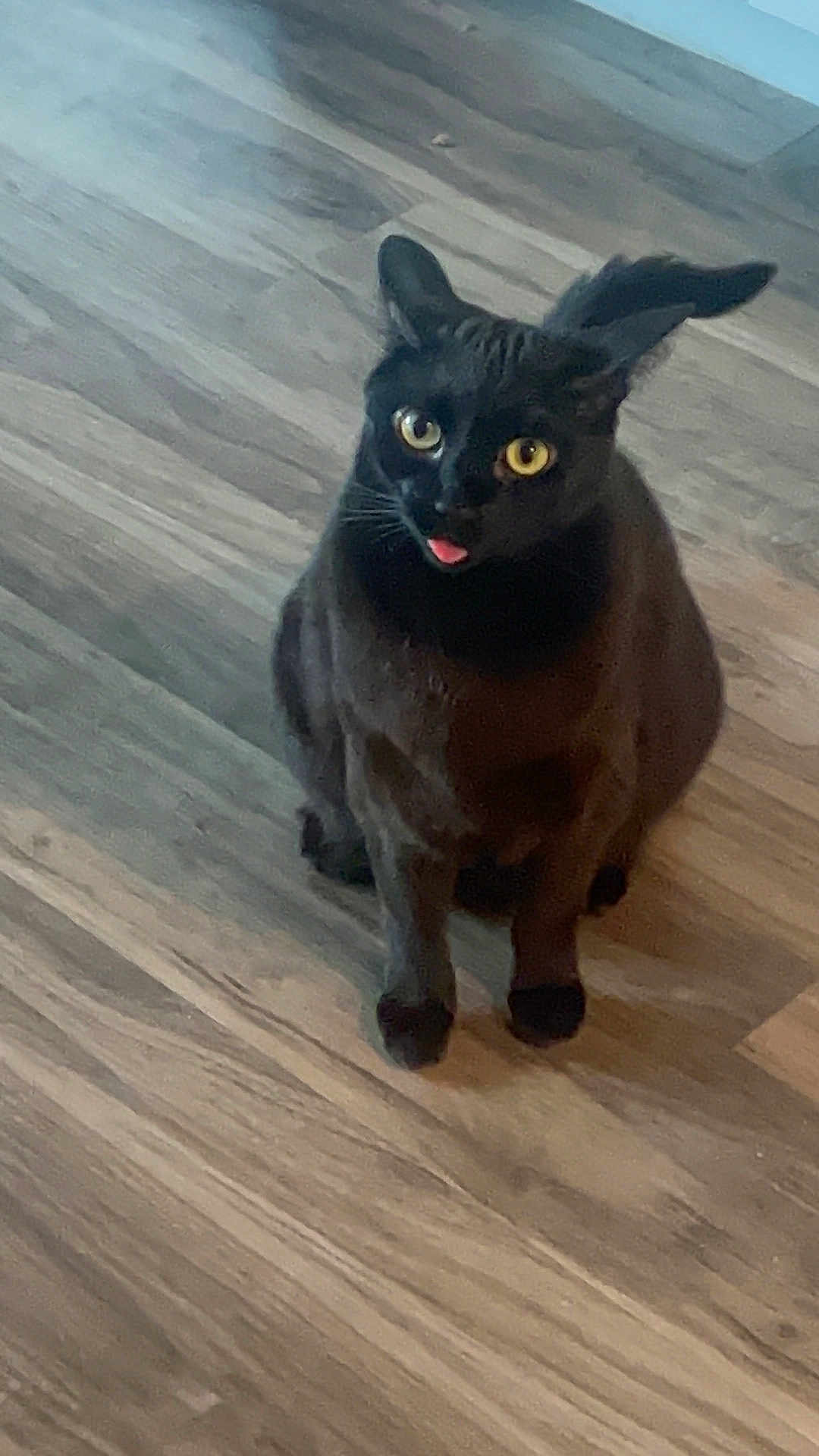 Jade is registered to the contest to win money with this photo: black_cat, cat, pet, animal, tongue_out, wooden_floor, indoor, feline, cute, playful, sitting, yellow_eyes, whiskers, ears, fur, mischievous, domestic_cat, looking_up, flooring, one_animal