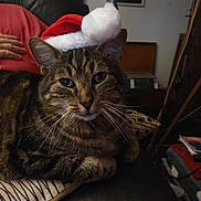 Loubard a rejoint le concours — aidez-le/la à gagner de superbes lots ! cat, tabby, santa_hat, animal, pet, indoor, feline, leather_chair, cushion, striped, whiskers, close_up, relaxed, cozy, domestic, mammal, fur, resting, household, holiday