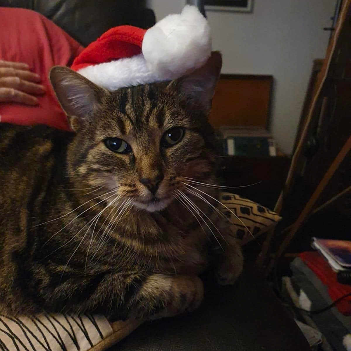 Loubard a rejoint le concours — aidez-le/la à gagner de superbes lots ! animal, cat, close_up, cozy, cushion, domestic, feline, fur, holiday, household, indoor, leather_chair, mammal, pet, relaxed, resting, santa_hat, striped, tabby, whiskers