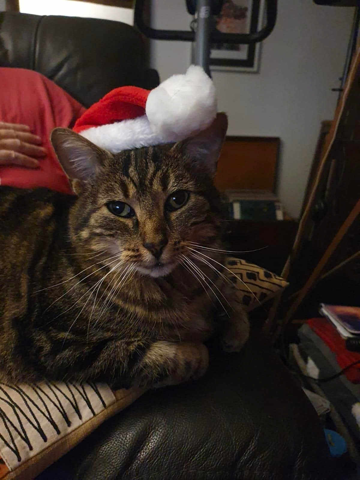 Loubard a rejoint le concours — aidez-le/la à gagner de superbes lots ! cat, tabby, santa_hat, animal, pet, indoor, feline, leather_chair, cushion, striped, whiskers, close_up, relaxed, cozy, domestic, mammal, fur, resting, household, holiday