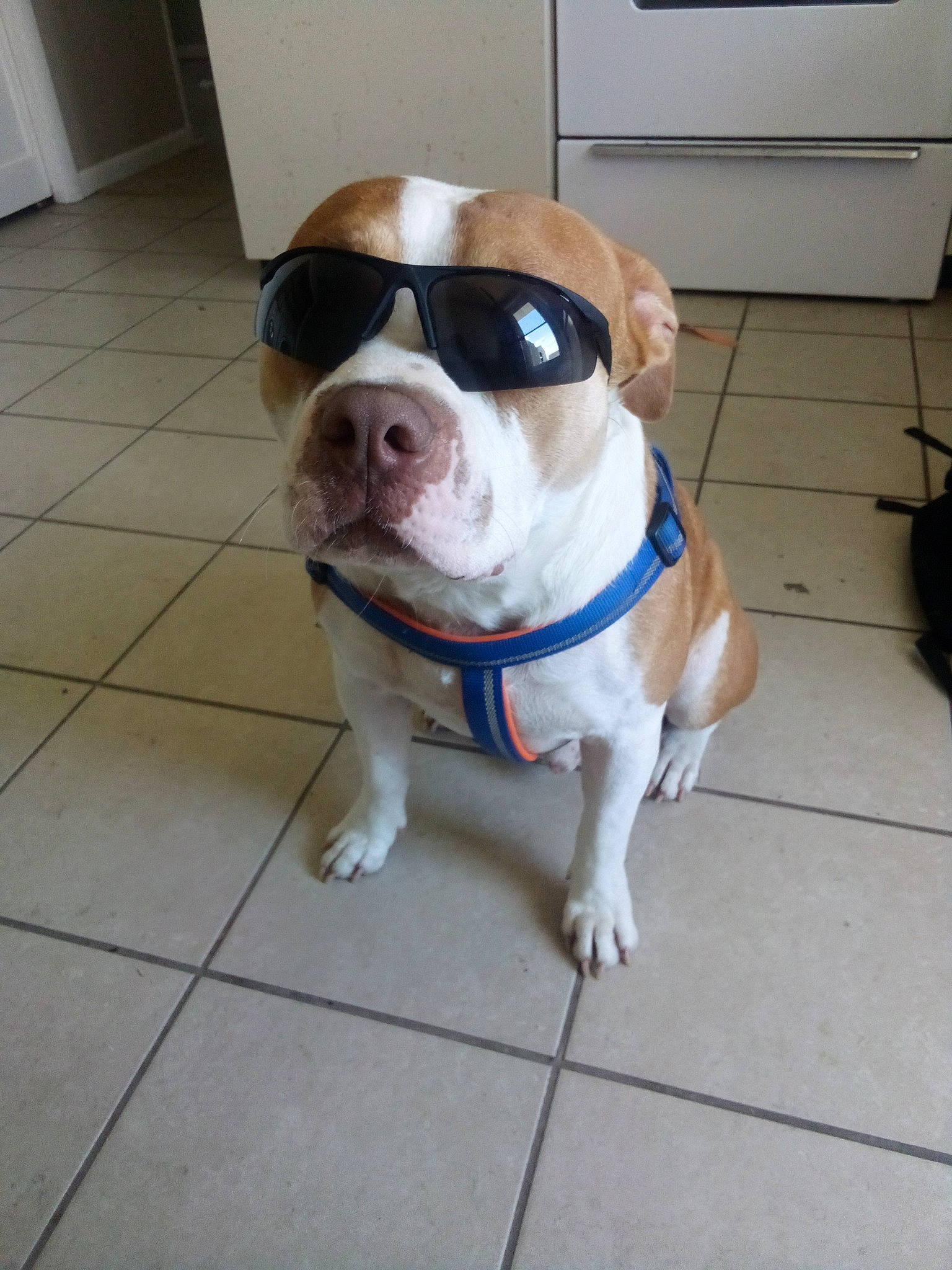 Clyde joined the competition — help win amazing prizes! canidae, carnivore, collar, companion_dog, dog, dog_breed, dog_collar, fawn, floor, flooring, hardwood, leash, pet_supply, plant, snout, sporting_group, tail, whiskers, wood, working_animal