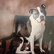 Zues joined the competition — help win amazing prizes! dog, black_and_white, sitting, leather_chair, indoor, portrait, pet, animal, tongue_out, furniture, brown_background, canine, cute, domestic_animal, calm, seat, wooden_armrest, fur, looking_at_camera, studio_lighting