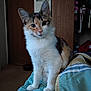Dinah joined the competition — help win amazing prizes! cat, calico_cat, indoor, bedspread, furniture, door, closet, clothing, curious, pet, animal, fur, whiskers, ears, eyes, sitting, home, cozy, domestic, feline