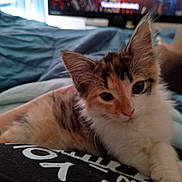 Dinah joined the competition — help win amazing prizes! kitten, cat, pet, animal, feline, fur, ears, whiskers, closeup, indoor, blanket, couch, television, person, resting, cute, soft, relaxed, comfort, home