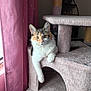 cat, calico, cat_tree, indoor, pet, feline, fur, paw, curtain, window, relaxed, cozy, animal, domestic, cute, whiskers, looking, light, home, carpeted