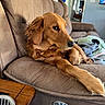 Morgan is registered to the contest to win money with this photo: dog, golden_retriever, couch, living_room, pet, fur, canine, relaxed, indoors, window, blanket, pillow, television, wooden_table, comfort, home, brown, fur_texture, resting, side_view