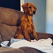 Morgan joined the competition — help win amazing prizes! animal, blanket, brown, canine, comfort, couch, cozy, dog, domestic_animal, fur, furniture, golden_retriever, home, indoor, living_room, looking_away, pet, relaxed, sitting, soft