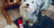 Morgan joined the competition — help win amazing prizes! dog, golden_retriever, small_dog, fluffy_dog, carpet, toy, kong_toy, indoor, pet, animal, cute, companion, resting, brown_dog, white_dog, furry, cute_pets, floor, home, relaxing