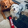 dog, golden_retriever, small_dog, fluffy_dog, carpet, toy, kong_toy, indoor, pet, animal, cute, companion, resting, brown_dog, white_dog, furry, cute_pets, floor, home, relaxing