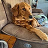 Morgan joined the competition — help win amazing prizes! dog, golden_retriever, couch, living_room, pet, relaxed, brown, fur, domestic_animal, canine, side_eye, furniture, indoor, blanket, television, wood, table, home, comfort, resting