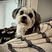Ollie is registered to the contest to win money with this photo: animal, blanket, comfort, companion, cozy, cute, dog, domestic, fluffy, friendly, fur, home, indoor, looking_up, pet, portrait, resting, snuggle, soft_texture, window